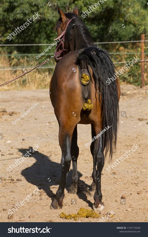 16 Horse Poop Picture Images, Stock Photos & Vectors | Shutterstock