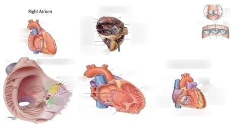 Right Atrium And Ventricle Diagram Quizlet