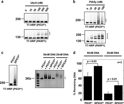 Pich Hs Is Sumoylated In Vitro In A Piasy Dependent Manner And Pich Hs