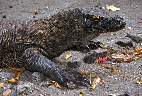 Komodo Dragon Varanus Komodoensis Komodo Island INDONESIA Flickr