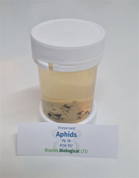 Aphids Preserved PZH 157 Blades Biological Ltd Kent