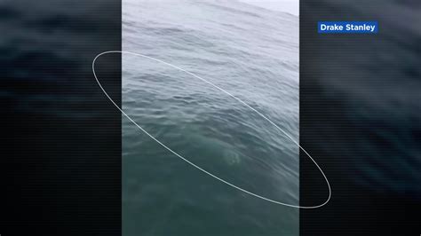 Close Call Mavericks Surfers Have Scary Encounter With Great White