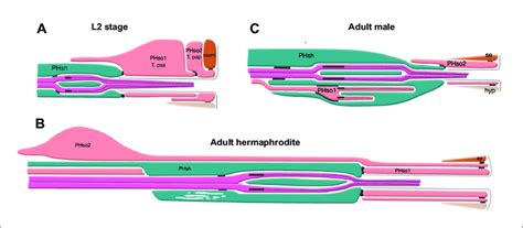 The Phasmid Sensillum Diagram Of The Phasmid Sensillum In Either Sex Download Scientific