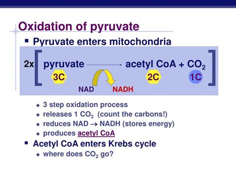 Ppt Cellular Respiration Oxidation Of Pyruvate Krebs Cycle Electron