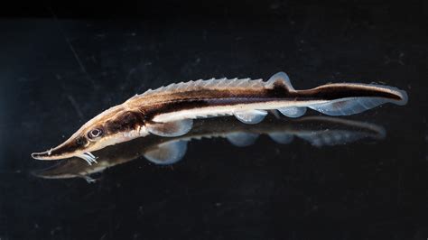 Tennessee Aquarium welcomes 2,000+ baby Lake Sturgeon as restoration ...