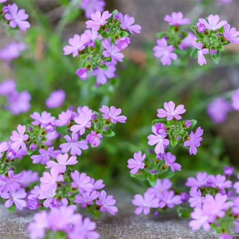 18 Plants With Adorable Tiny Flowers