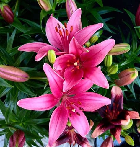 Pin by Patsy Lambert on Lilies | Beautiful flowers, Day lilies, Pretty ...