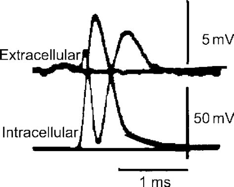 Figure 2 3 From 2 Principles Of Extracellular Single Unit Recording Semantic Scholar