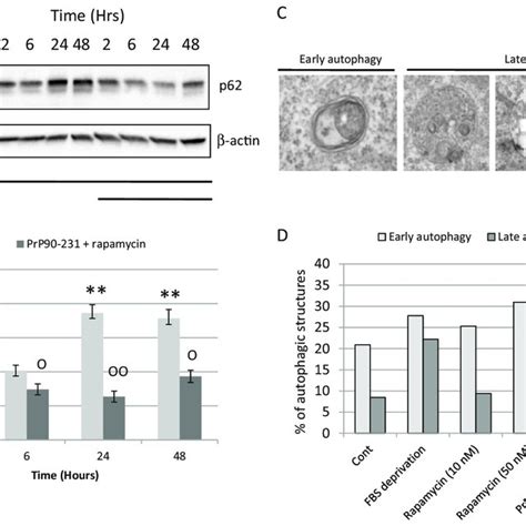 Rapamycin Induces Autophagosomes Formation And Autophagy Resolution A Download Scientific