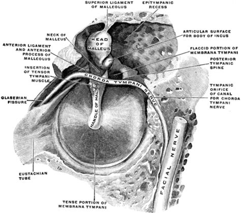 Figure 3 from The Chorda Tympani Nerve : Role in Taste Impairment in ...