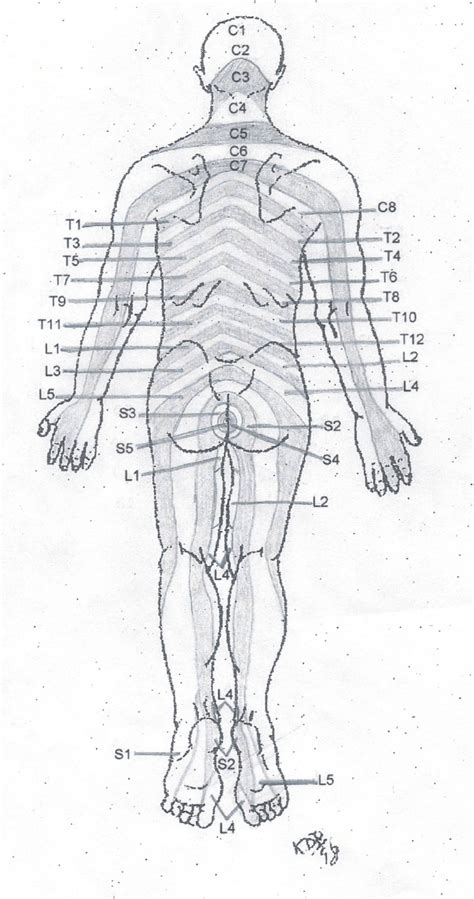 Rear Dermatome Chart © Copyright American Academy Of Manual Medicine