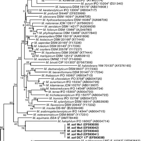 Neighbour Joining Phylogenetic Tree Based On 16s Rrna Gene Sequences