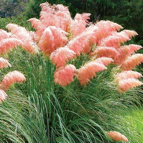 Rare Pink Pampas Grass Ornamental Grass Seeds Hardy Perennial Etsy