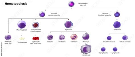 Education Chart Of Hematopoiesis Erythrocytes Leukocytes And