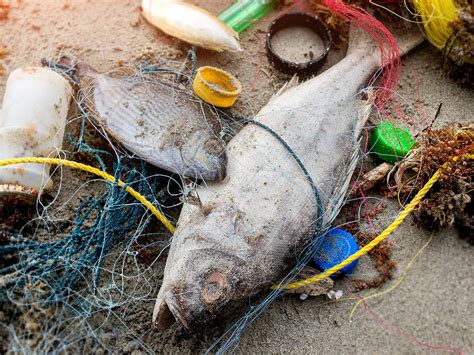 fünf Effekte der Plastikkrise auf Arten und marine