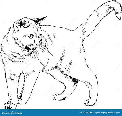 Gato do mato Desenhado a Tinta à Mão Ilustração do Vetor Ilustração