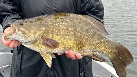 Mille Lacs Lake Fishing Report For Mid Summer Smallmouth Bass Walleye