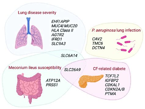 Genetic Modifiers Of Cystic Fibrosis Cf Phenotypic Traits Schematic