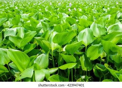 Pistia Stratiotes Swims Among Aquatic Plants Stock Photo 2262725505