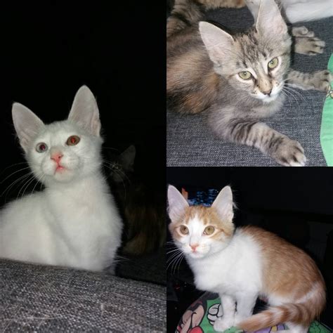 Felesin cats/Turkish angora, Egyptian mau, Japanese Bobtail, American