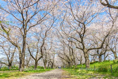 権現堂堤 桜のトンネル 写真素材 6348239 フォトライブラリー Photolibrary