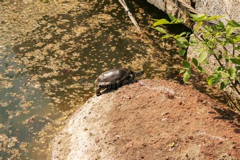 River Turtle in the Habitat. Turtle in the Water and Basking on the ...