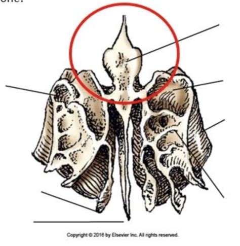 Cranial Bone Anatomy Kahoot Flashcards Quizlet