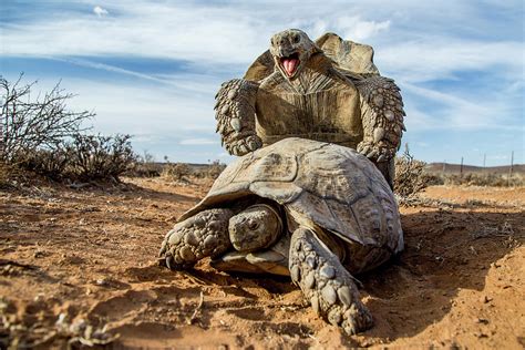 Pair Of Leopard Tortoises Mating Karoo South Africa Photograph By Paul Williams