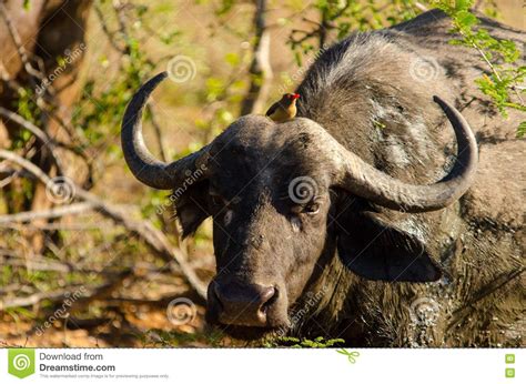 African Buffalo Stock Photo Image Of Buffalo Nature 77074868