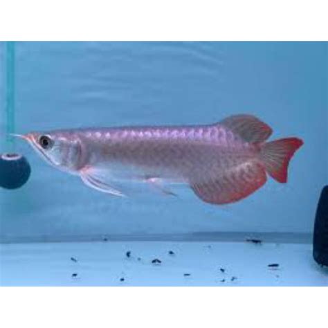 Jual Ikan Arwana Super Red 15 17cm Shopee Indonesia