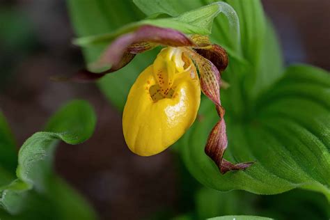 3 Types Of Yellow Orchids - A-Z Animals