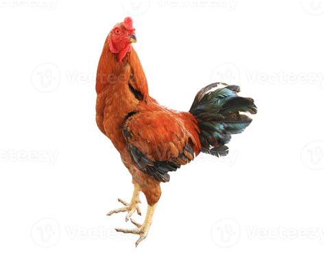 Rooster On Transparent Background Png File 21515837 Png