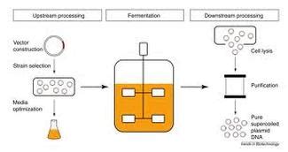 Bioprocess Technology - Bioprocessing