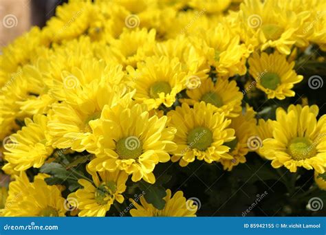 Yellow Chrysanthemums Naturally Beautiful Stock Image Image Of