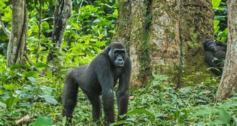 4 Days Kahuzi Biega National Park Gorilla Trekking In Congo