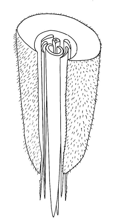 Mosquito Mouth Parts Diagram