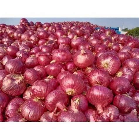 Maharashtra Nashik Red Onions A Grade Onion Size Mm At Kg In