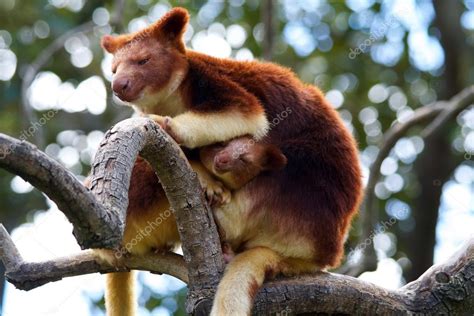 Tree Kangaroo Joey In Pouch