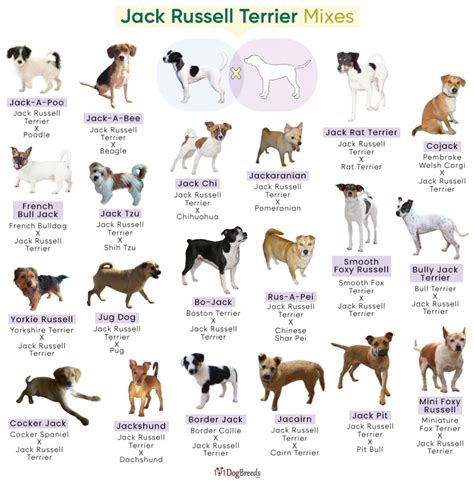 List of Popular Jack Russell Terrier Mixes With Pictures