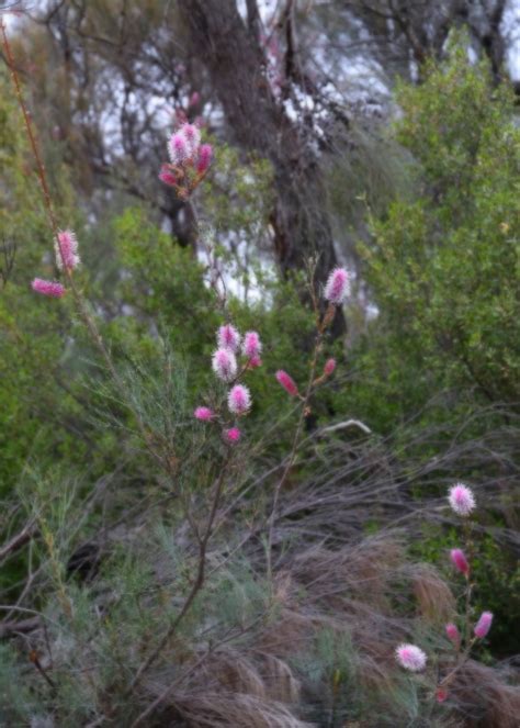 Western Australian Plants Proteaceae