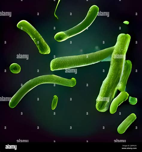 Escherichia Coli E Coli C Lulas O Bacterias Bajo Microscopio