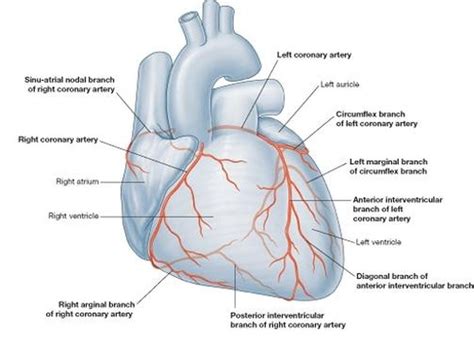 heart coronary artery diagram quizlet