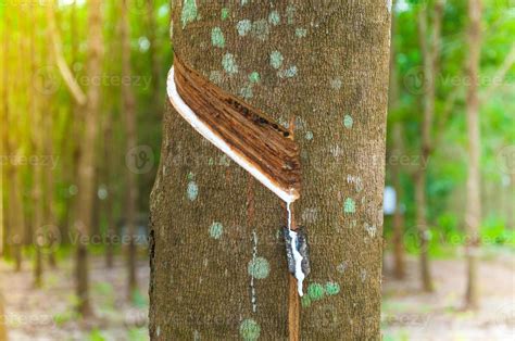 L Tex Natural Para Goteo De Un Rbol De Caucho En Una Plantaci N De