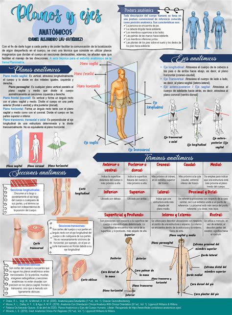 Infograf A De Planos Anat Micos Ejes Y Planimetr A Anatom A Humana