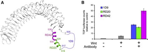 Structure Of Stem Cell Growth Factor R Spondin In Complex With The