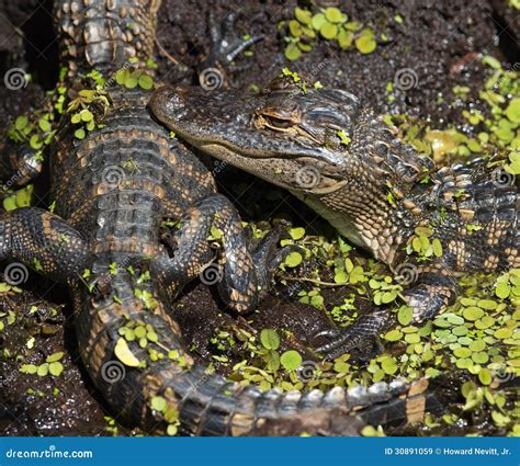 Baby Alligators Stock Image Image Of Wilderness Water 30891059