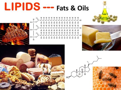 Lipids Fats And Oils