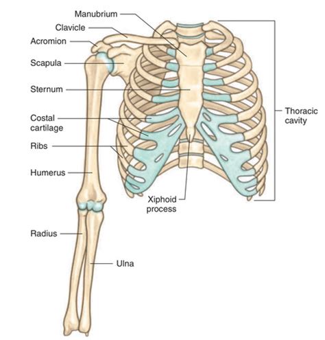 Anatomy for the Artist: A Detailed Guide to the Human Form 2
