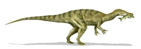 Baryonyx - Fossil Wiki, the paleontology wiki