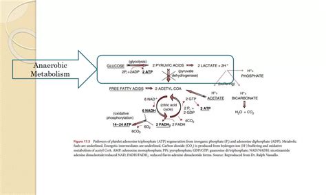 platelet preservation  storage finalpptx